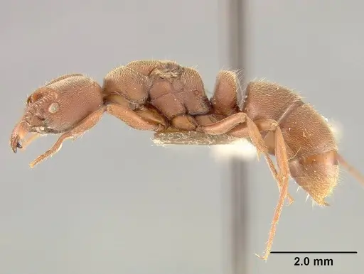 Rasopone breviscapa specimen