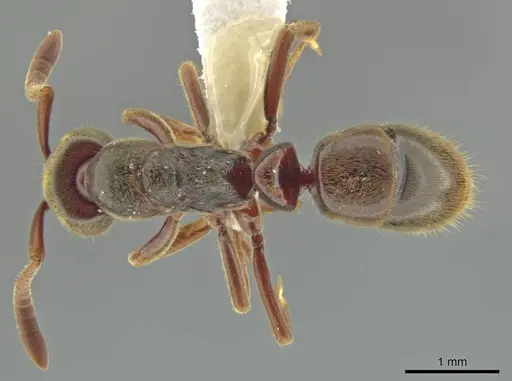 Rasopone costaricensis specimen