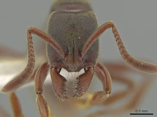 Rasopone costaricensis specimen