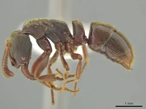 Rasopone costaricensis specimen
