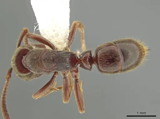 Rasopone costaricensis - INB0003223929