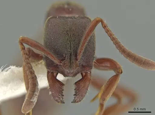 Rasopone costaricensis - INB0003223929