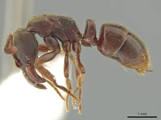 Rasopone costaricensis - INB0003223929