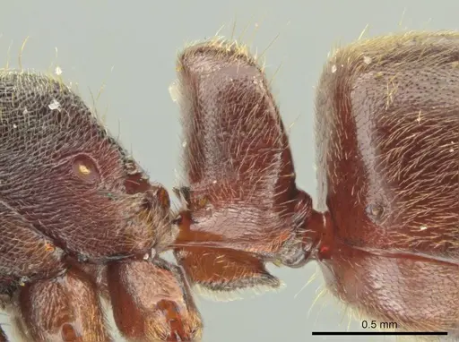Rasopone costaricensis - INB0003223929