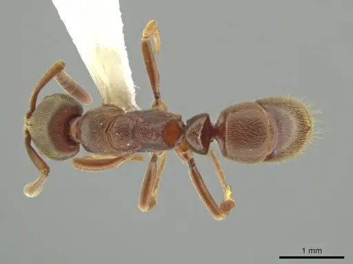 Rasopone costaricensis - INB0003659307