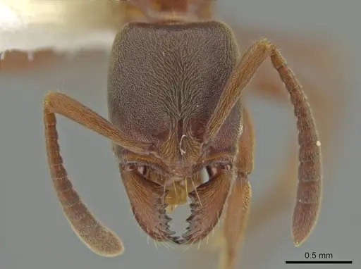 Rasopone costaricensis - INB0003659307