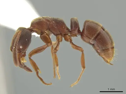 Rasopone costaricensis - INB0003659307