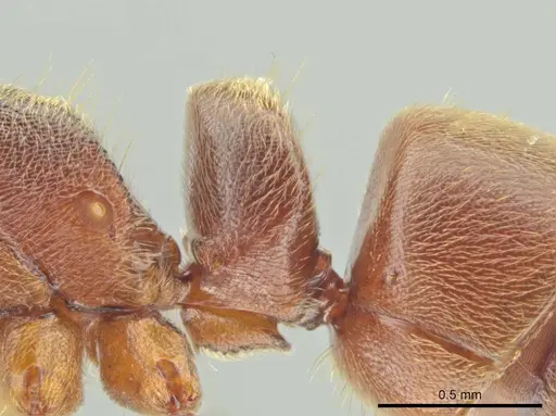 Rasopone costaricensis - INB0003659307