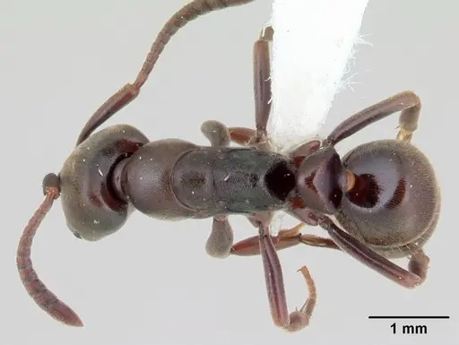 Rasopone costaricensis - INB0003659311