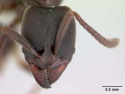 Rasopone costaricensis - INB0003659311