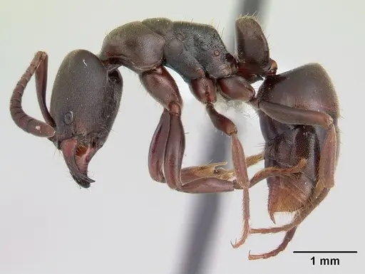 Rasopone costaricensis - INB0003659311