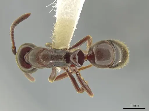 Rasopone costaricensis - INB0003659312