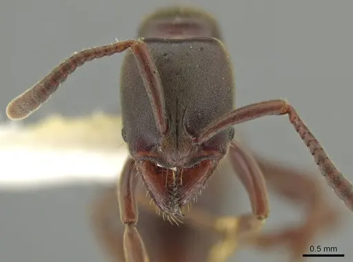 Rasopone costaricensis - INB0003659312