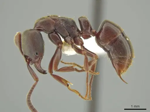 Rasopone costaricensis - INB0003659312