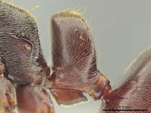 Rasopone costaricensis - INB0003659312