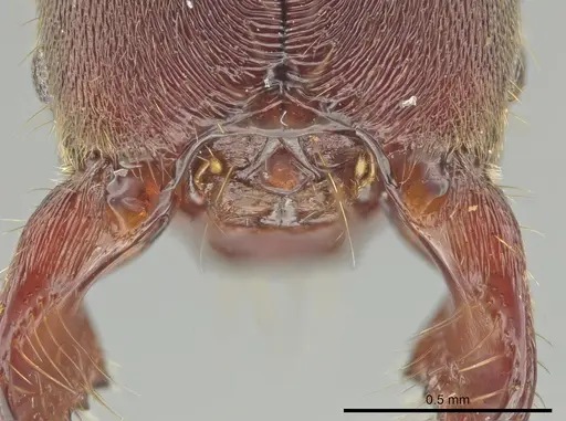 Rasopone costaricensis - INB0003664857