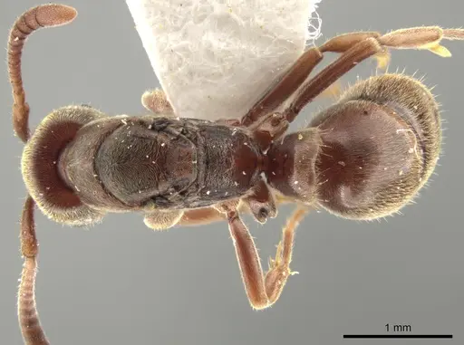 Rasopone costaricensis - INBIOCRI001280801