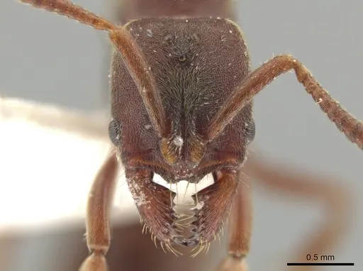 Rasopone costaricensis - INBIOCRI001280801