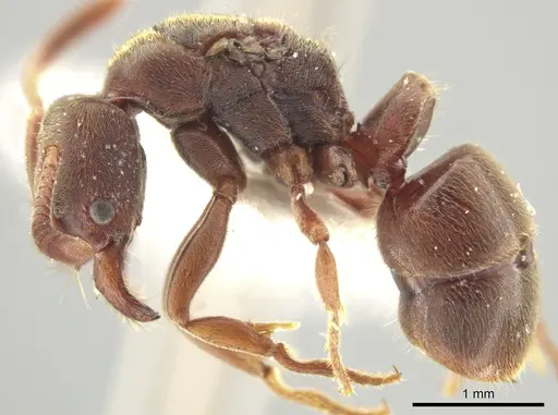 Rasopone costaricensis - INBIOCRI001280801