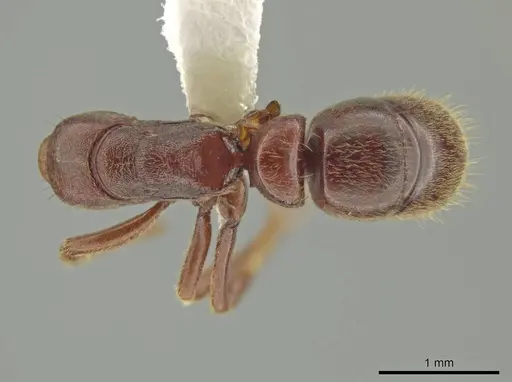 Rasopone cryptergates specimen