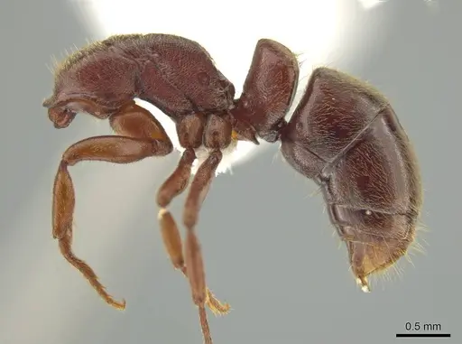 Rasopone cryptergates specimen