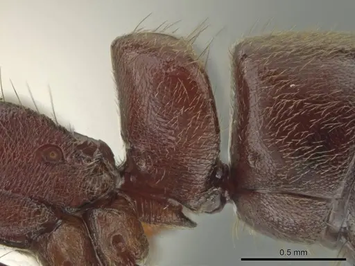 Rasopone cryptergates - INB0003660648