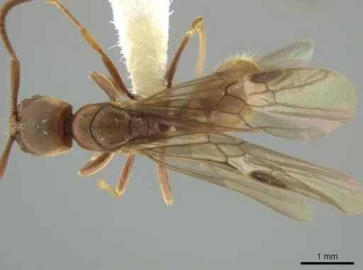 Rasopone cryptergates - JTLC000008527