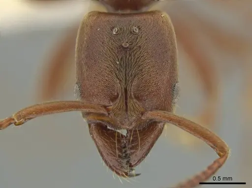 Rasopone cryptergates - JTLC000008527