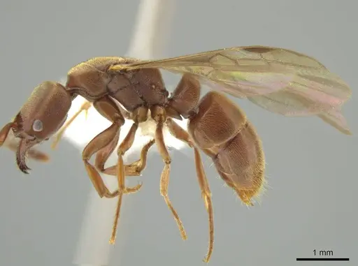 Rasopone cryptergates - JTLC000008527