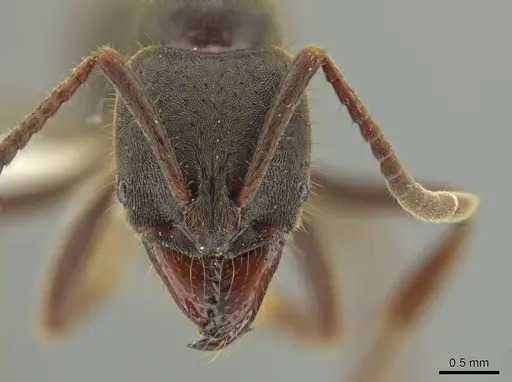 Rasopone cubitalis specimen