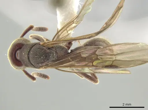 Rasopone cubitalis - INB0003662382