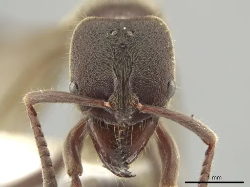 Rasopone cubitalis - INB0003662382