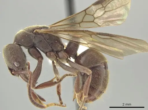 Rasopone cubitalis - INB0003662382