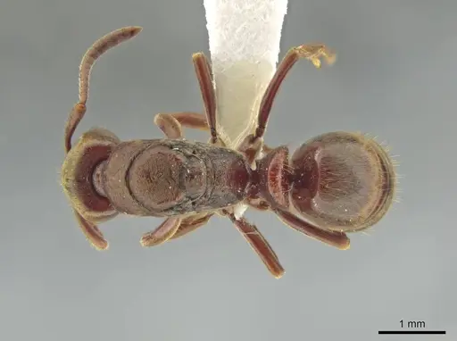 Rasopone ferruginea specimen