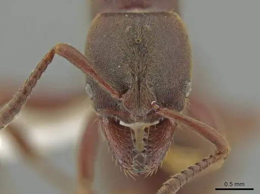 Rasopone ferruginea specimen
