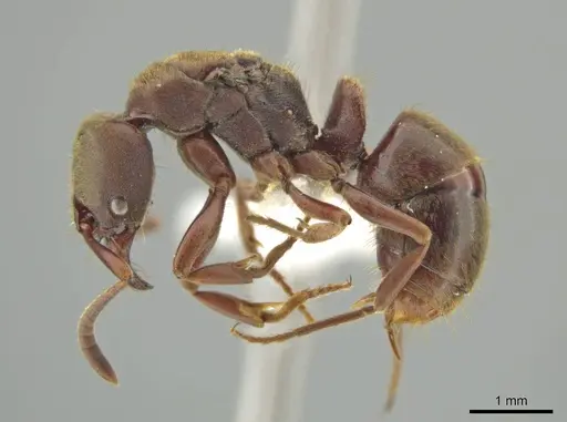 Rasopone ferruginea specimen