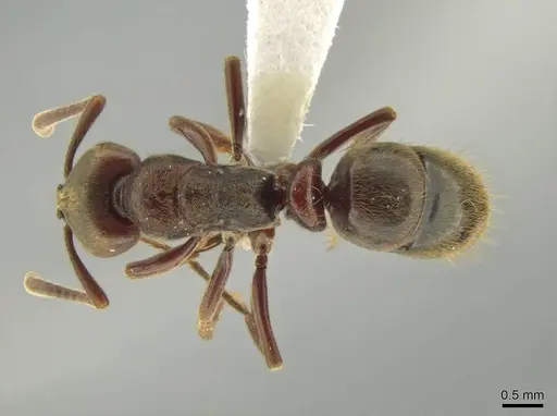 Rasopone ferruginea - CASENT0644264