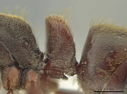 Rasopone ferruginea - CASENT0644264