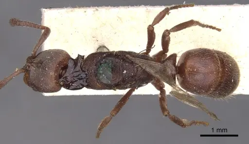 Rasopone ferruginea - CASENT0902518