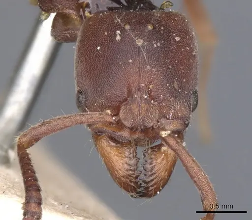 Rasopone ferruginea - CASENT0902518