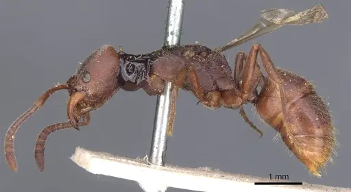 Rasopone ferruginea - CASENT0902518