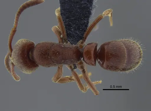 Rasopone ferruginea - CBUMAGENT41709