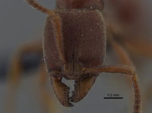 Rasopone ferruginea - CBUMAGENT41709