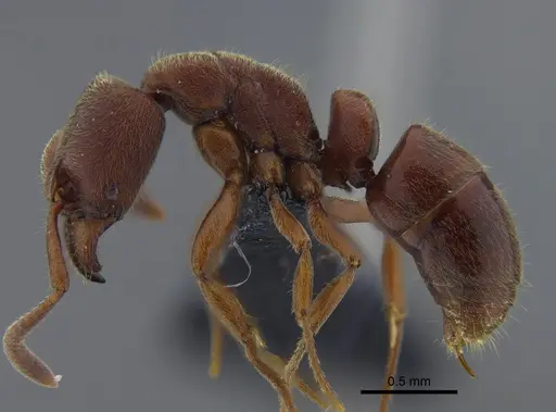 Rasopone ferruginea - CBUMAGENT41709