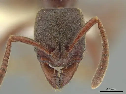 Rasopone guatemalensis specimen