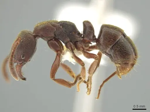 Rasopone guatemalensis specimen