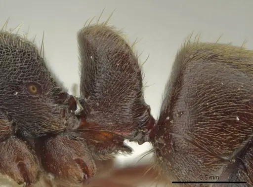 Rasopone guatemalensis - CASENT0611754