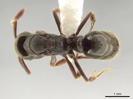 Rasopone guatemalensis - CASENT0612926