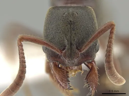 Rasopone guatemalensis - CASENT0612926