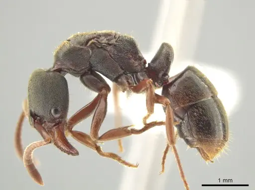 Rasopone guatemalensis - CASENT0612926